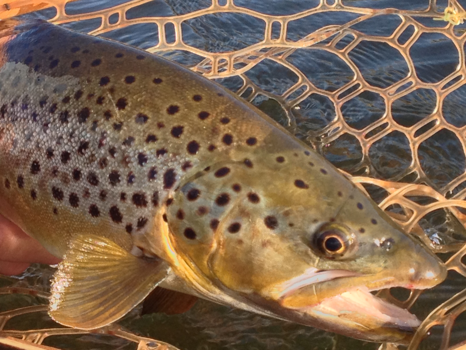 MO Brown Trout