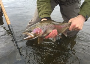 Rainbow Trout from Missouri River